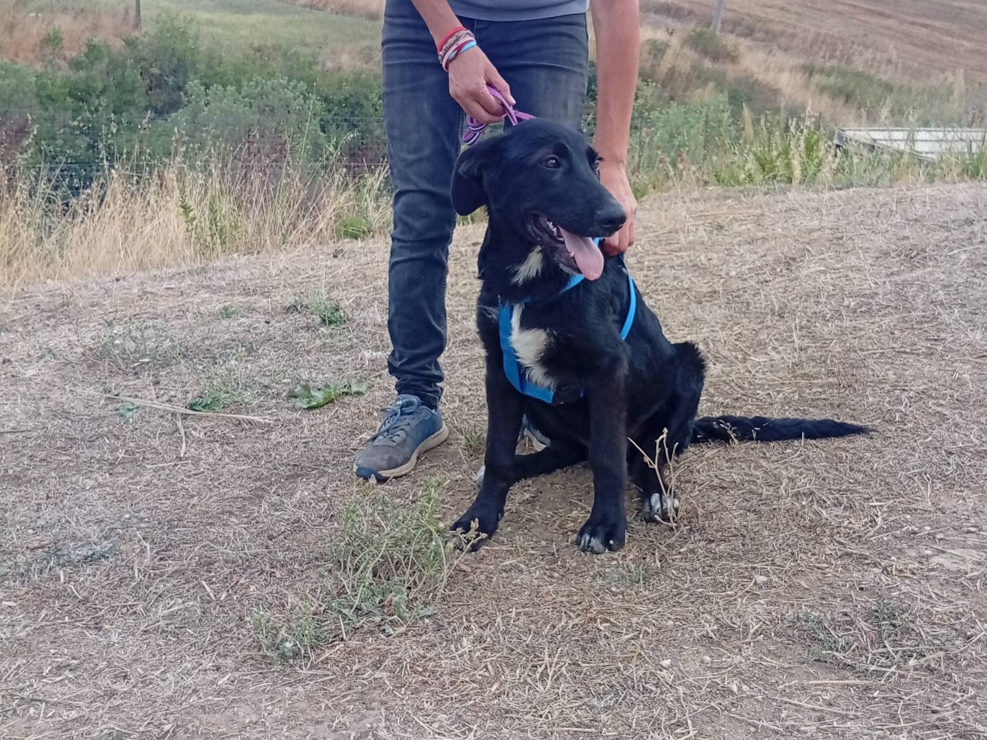 Vuoi adottare un cane a Palermo?
