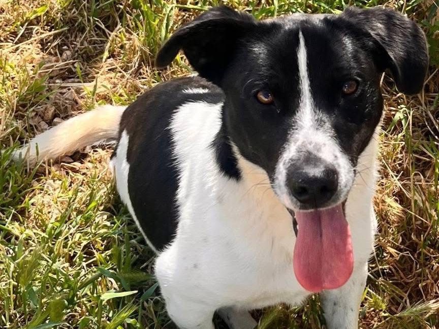Adozione cane, maschio, Razza sconosciuta Razza sconosciuta, 2 anni, taglia media contenuta, Bari