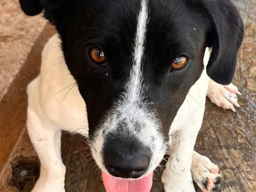 Adotta un cane, maschio, 2 anni, Bari