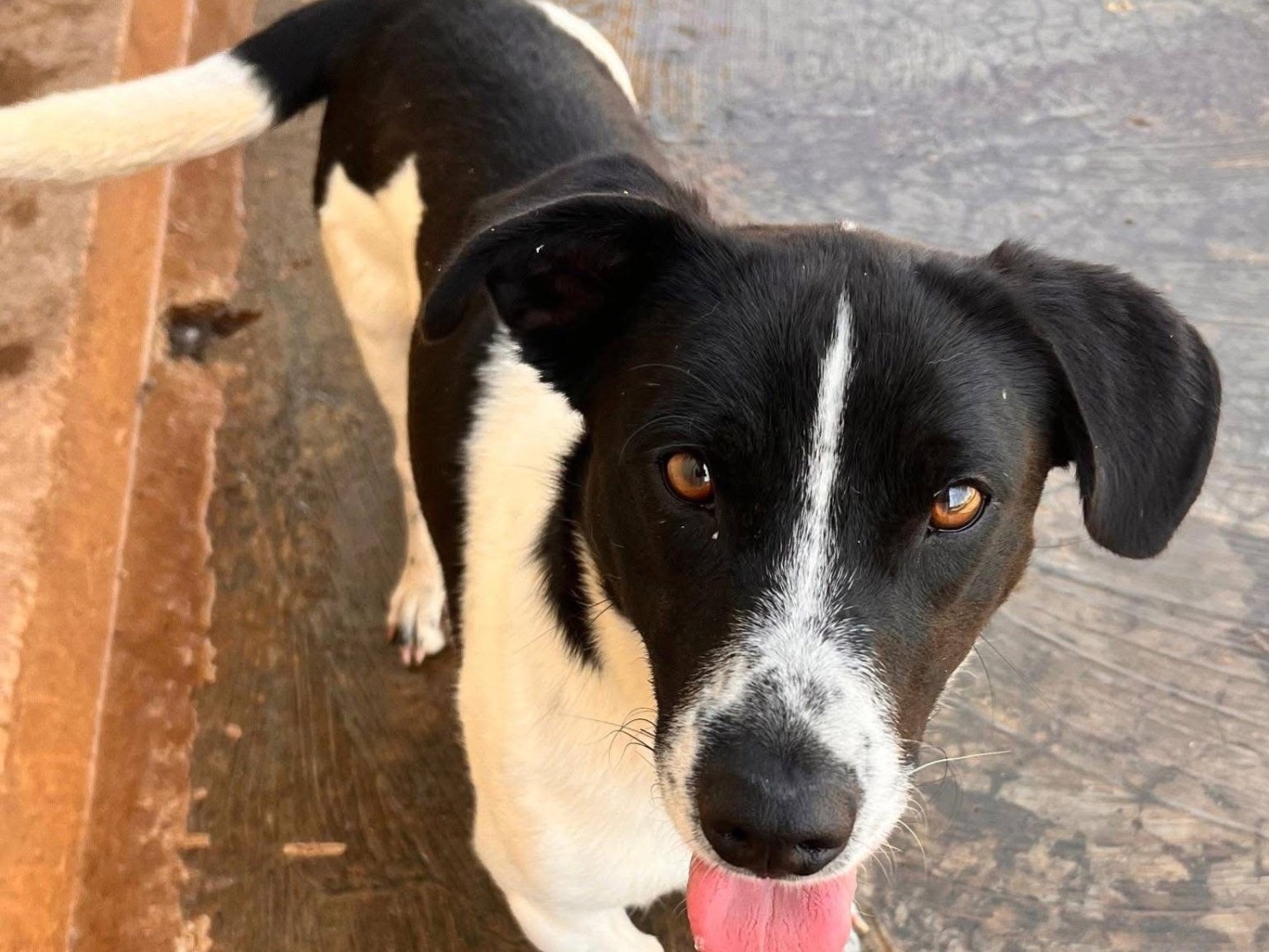 Adotta un cane, taglia media contenuta, maschio, Bari