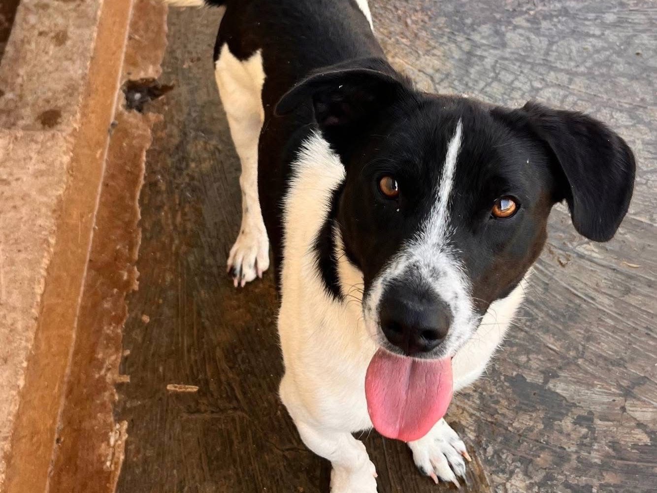 Vuoi adottare un cane a Bari?
