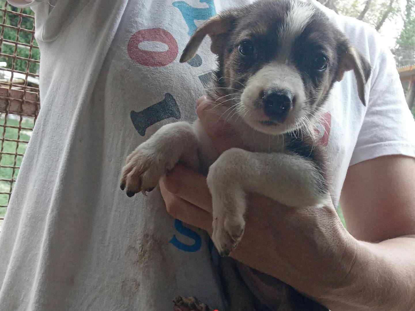 Adotta un cane, taglia media contenuta, femmina, Benevento