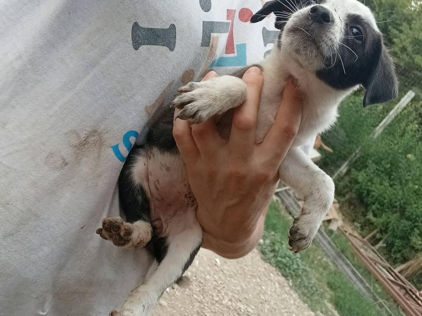 Adotta il cane IOLE ELE GIGIA LUCIA ARGO a Benevento