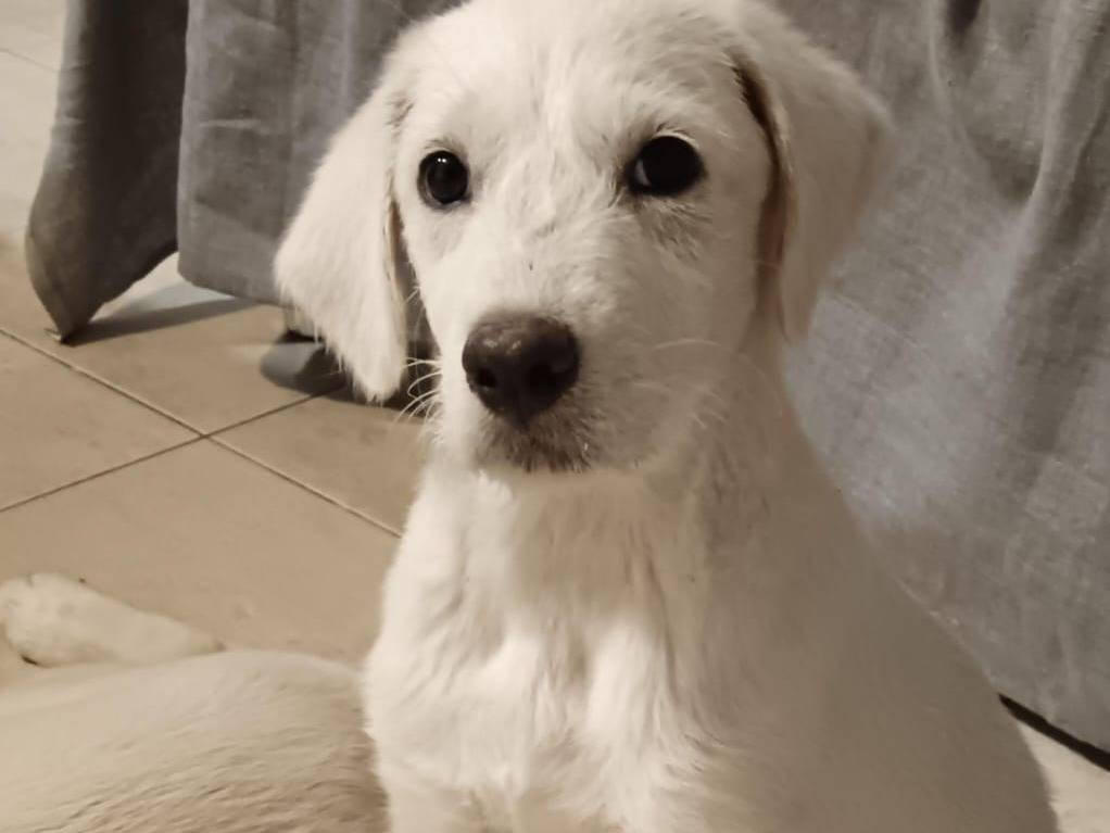 Adozione cane, femmina, Razza sconosciuta Razza sconosciuta, 4 mesi, taglia media, Cagliari