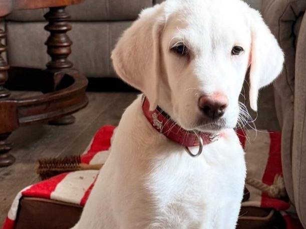 Adotta un cane, femmina, 4 mesi, Cagliari