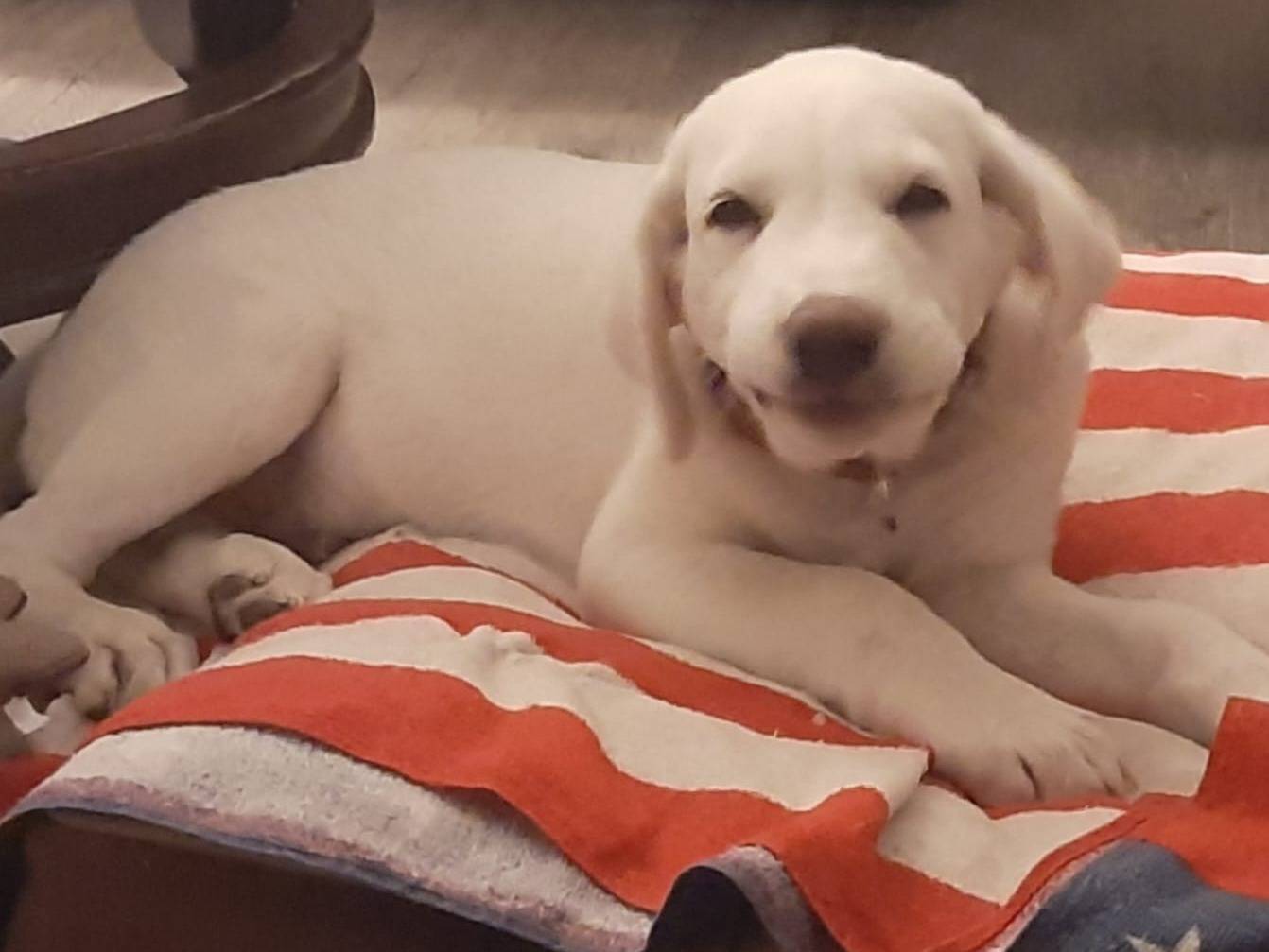 Adotta un cane, taglia media, femmina, Cagliari