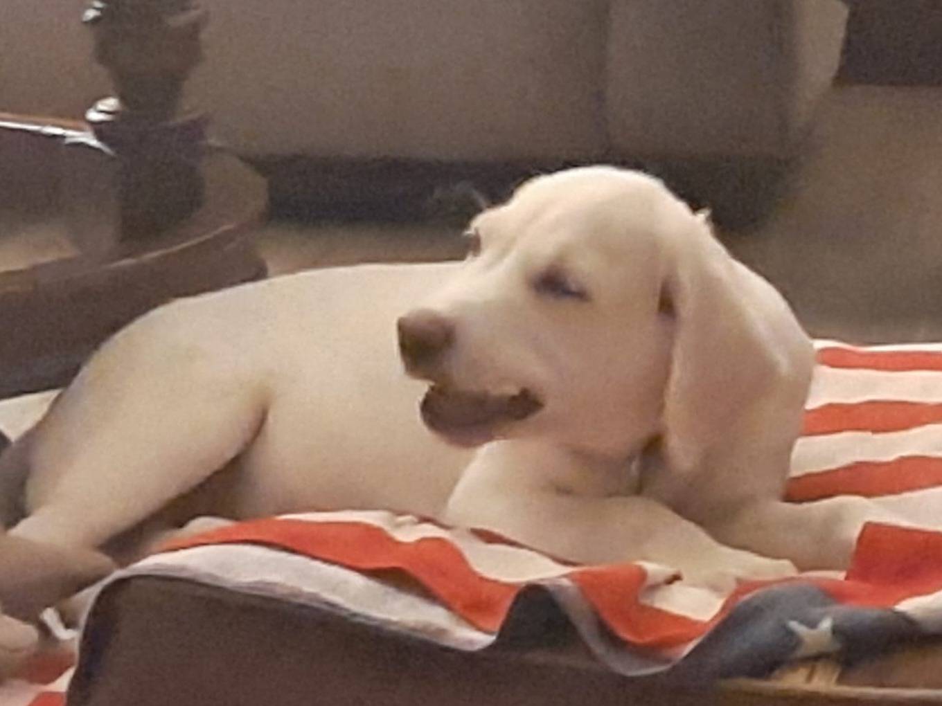 Vuoi adottare un cane a Cagliari?