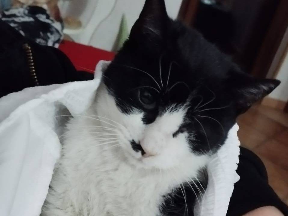 Vuoi adottare un gatto a Milano?