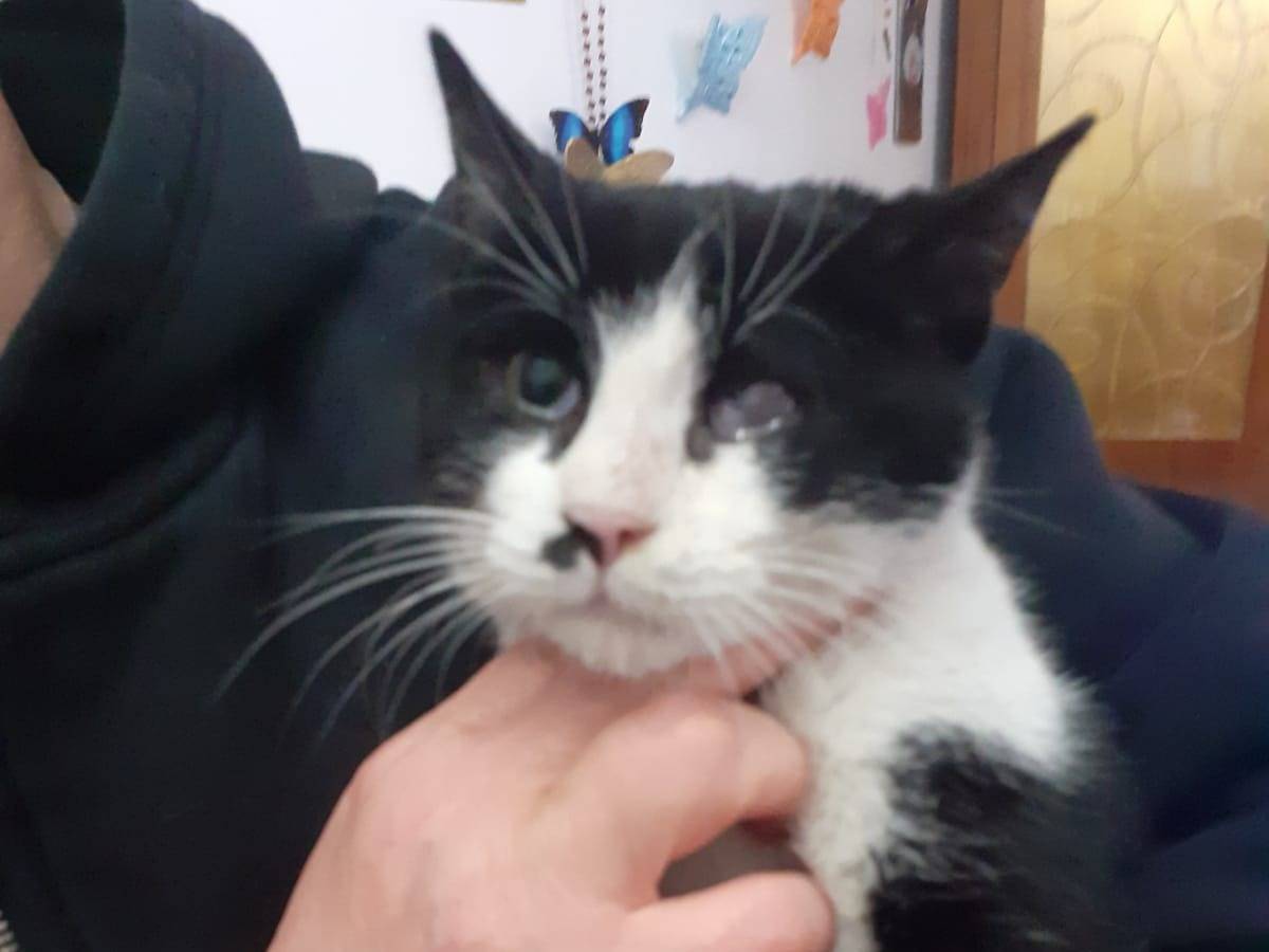 Adotta il gatto Fruttella a Milano