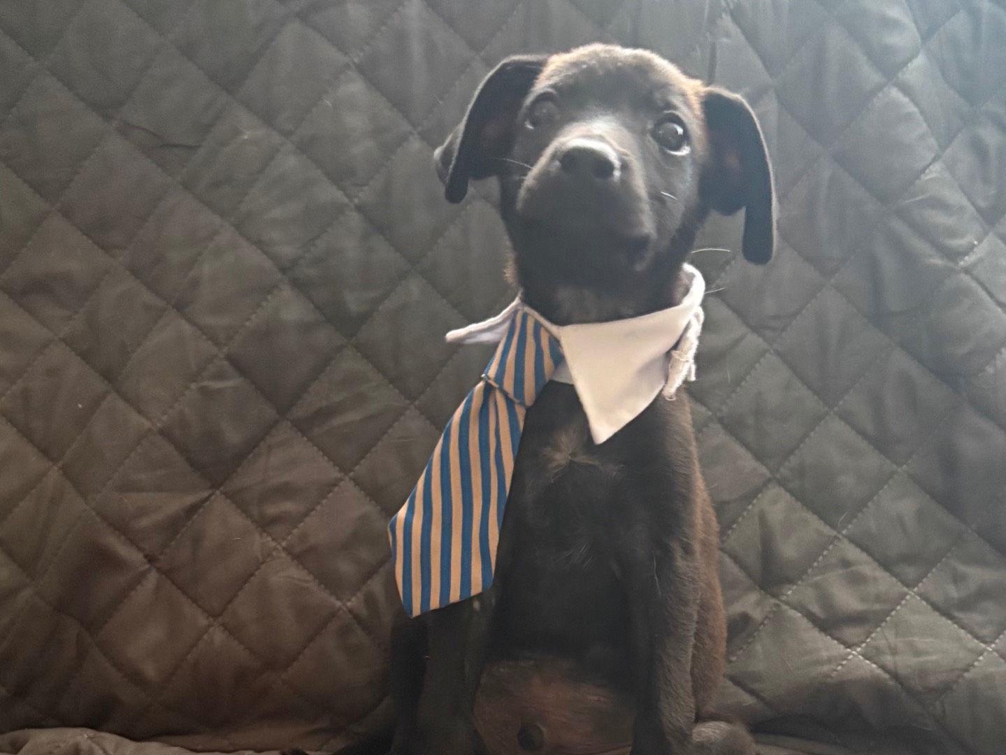 Adozione cane, maschio, Razza sconosciuta Razza sconosciuta, 3 mesi, taglia piccola, Firenze