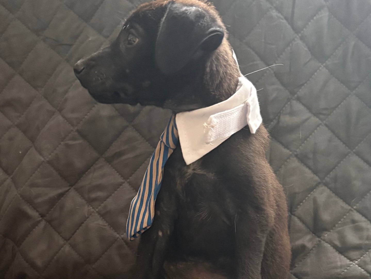 Adotta un cane, taglia piccola, maschio, Firenze