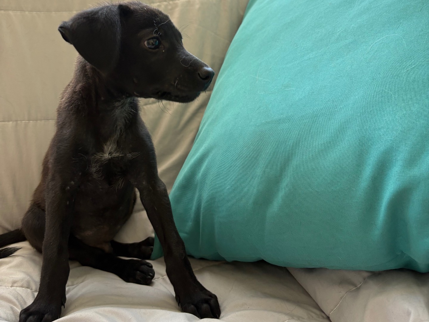 Vuoi adottare un cane a Firenze?