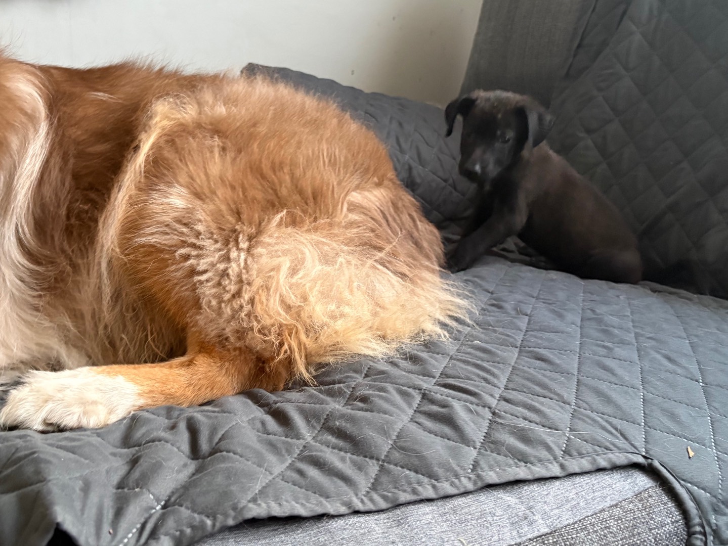 Adotta il cane Calimero  a Firenze