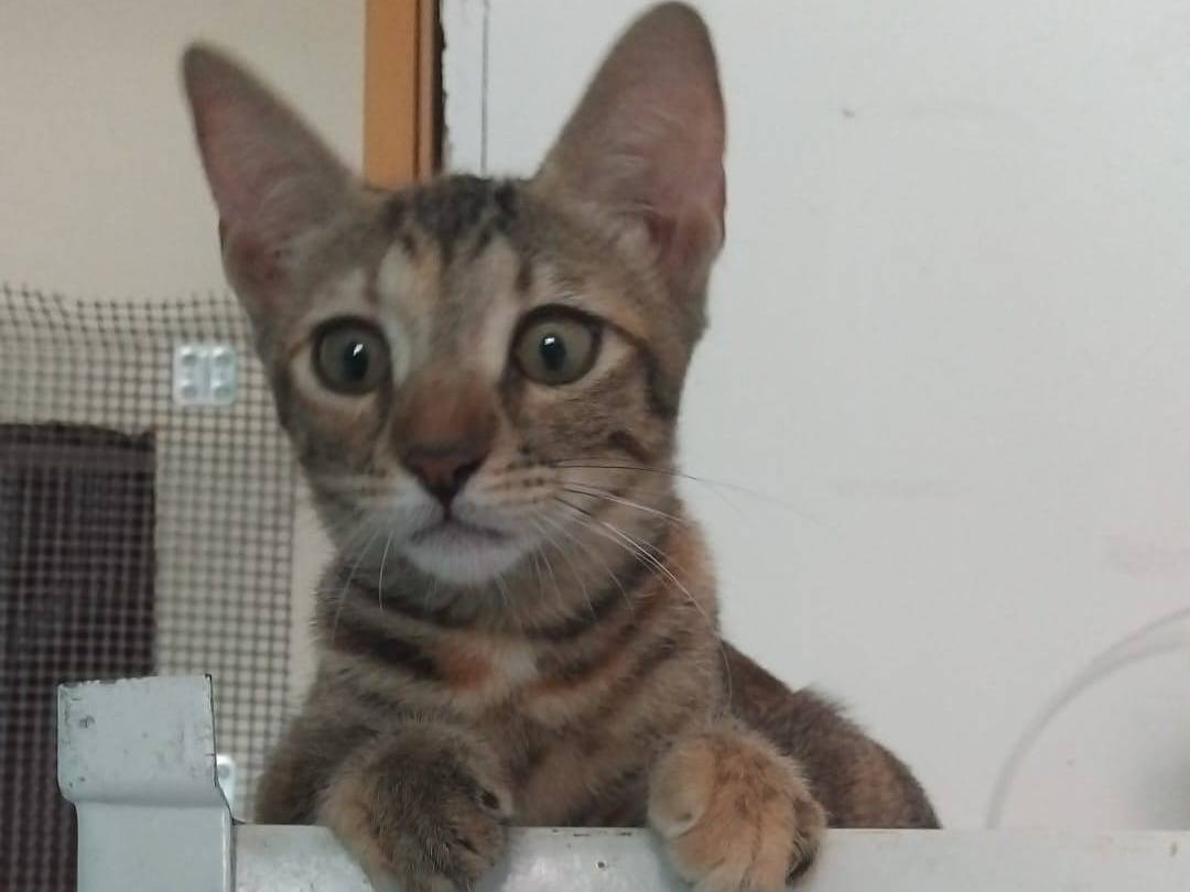Adozione gatto, femmina, Razza sconosciuta Razza sconosciuta, 3 mesi, taglia non valida, Brescia