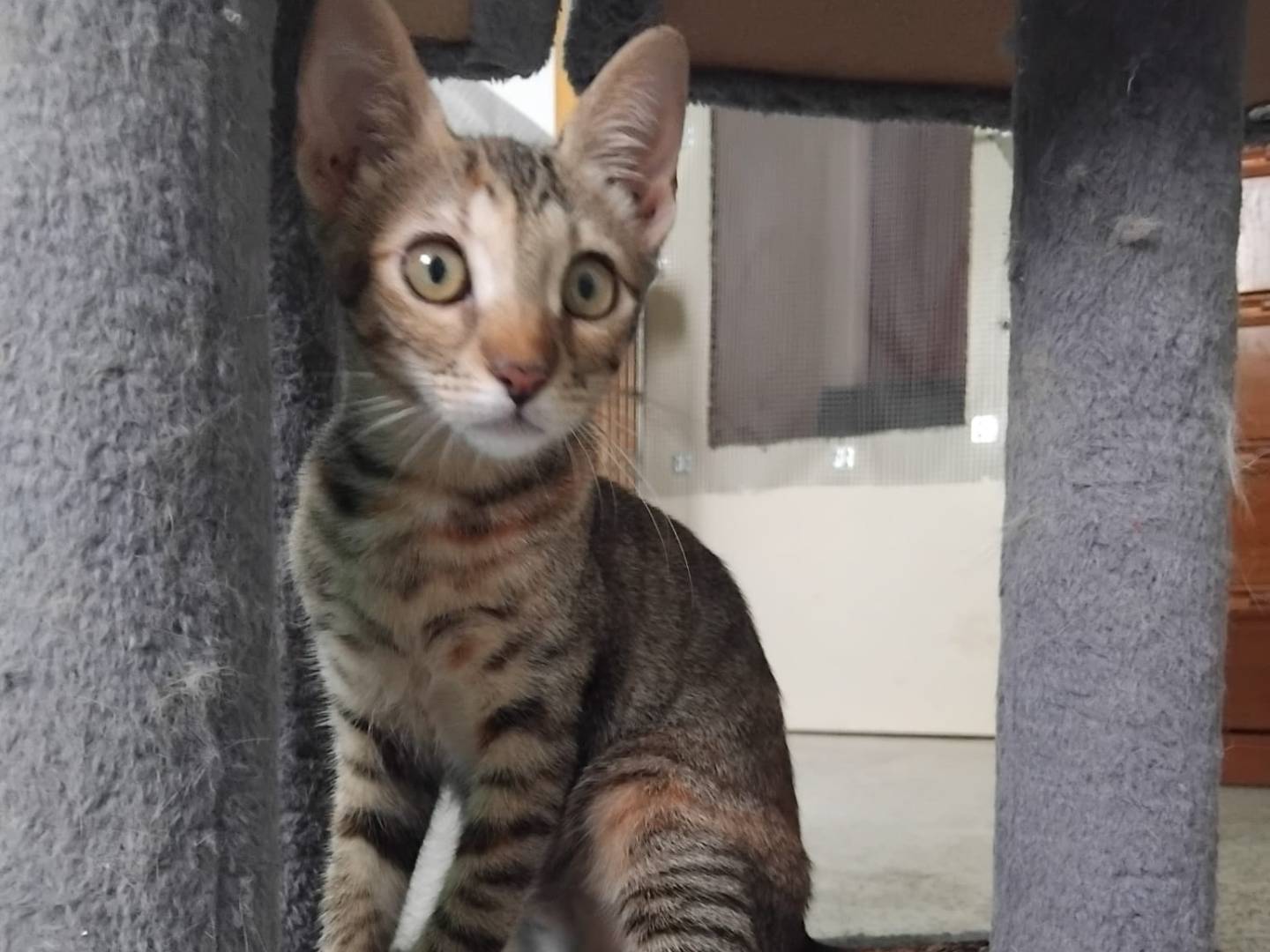 Adotta un gatto, femmina, 3 mesi, Brescia