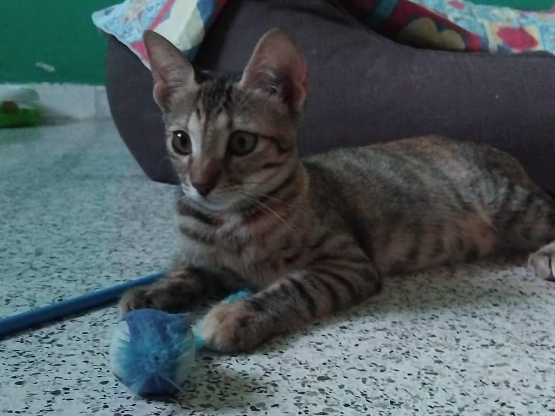 Adotta un gatto, taglia non valida, femmina, Brescia
