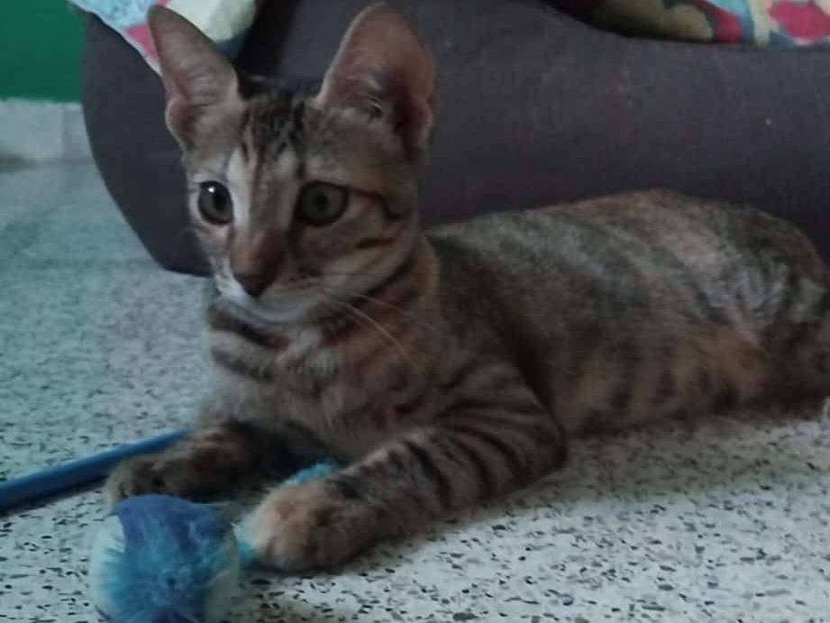 Vuoi adottare un gatto a Brescia?