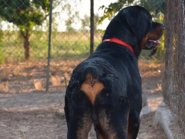 Vuoi adottare un cane a Brindisi?