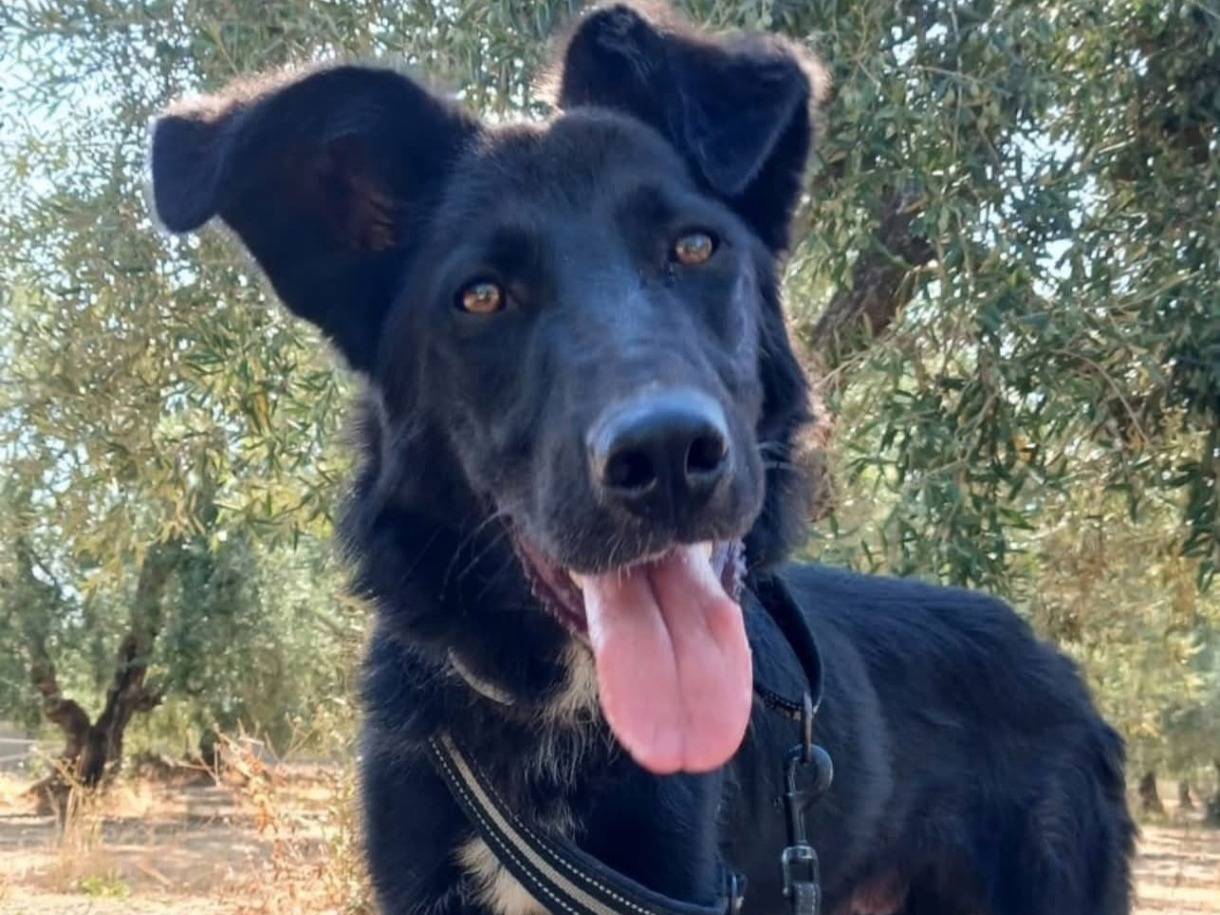 Adozione cane, maschio, Razza sconosciuta Razza sconosciuta, 8 mesi, taglia media, Bari