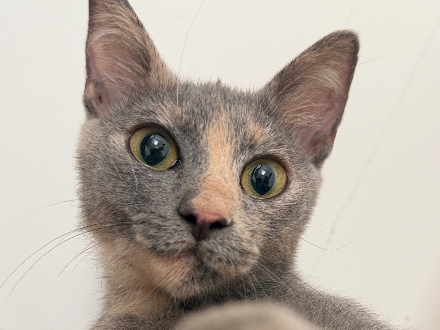 Adozione gatto, femmina, Razza sconosciuta Razza sconosciuta, 3 mesi, taglia non valida, Bari
