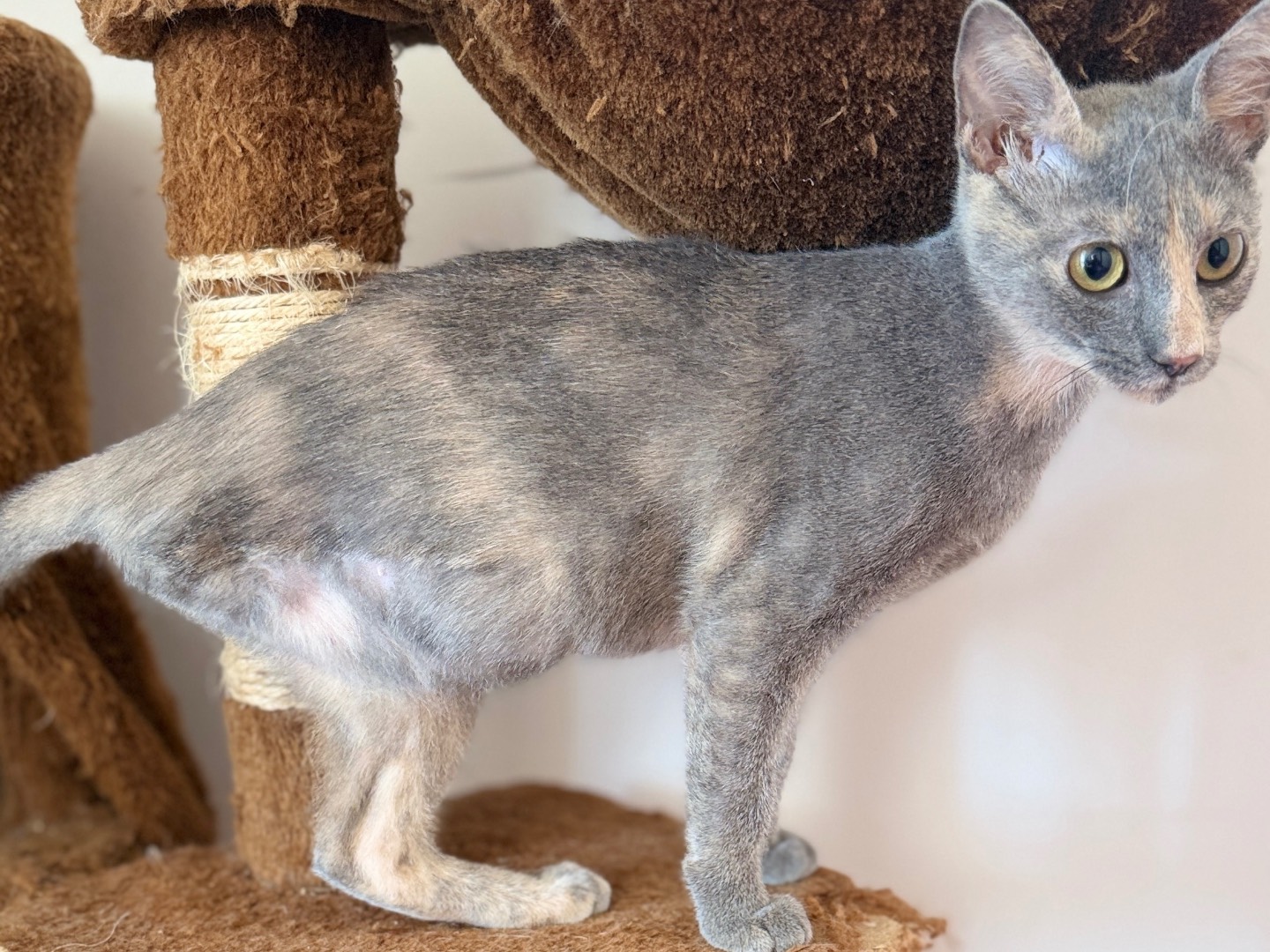 Adotta un gatto, femmina, 3 mesi, Bari