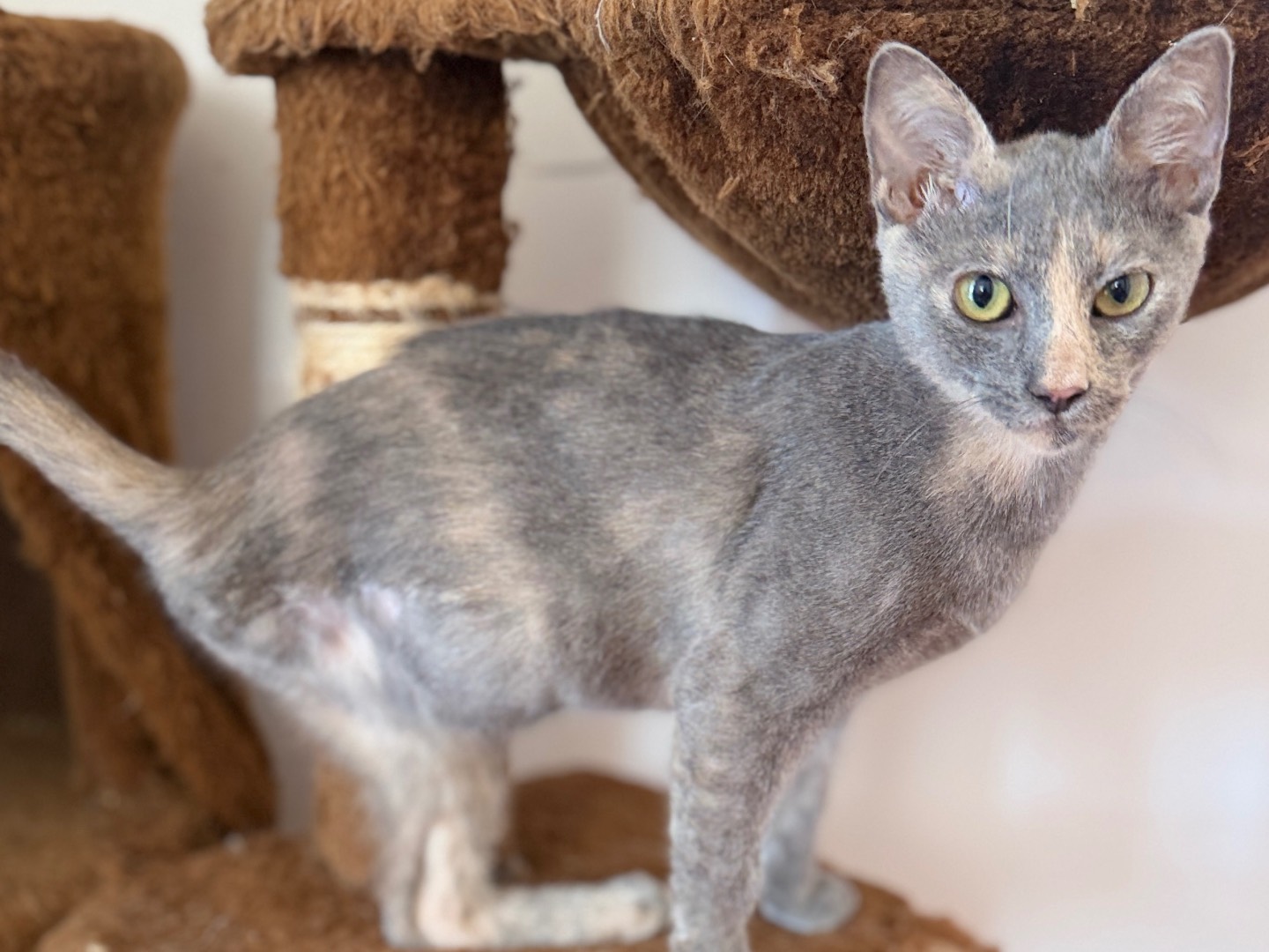 Adotta un gatto, taglia non valida, femmina, Bari