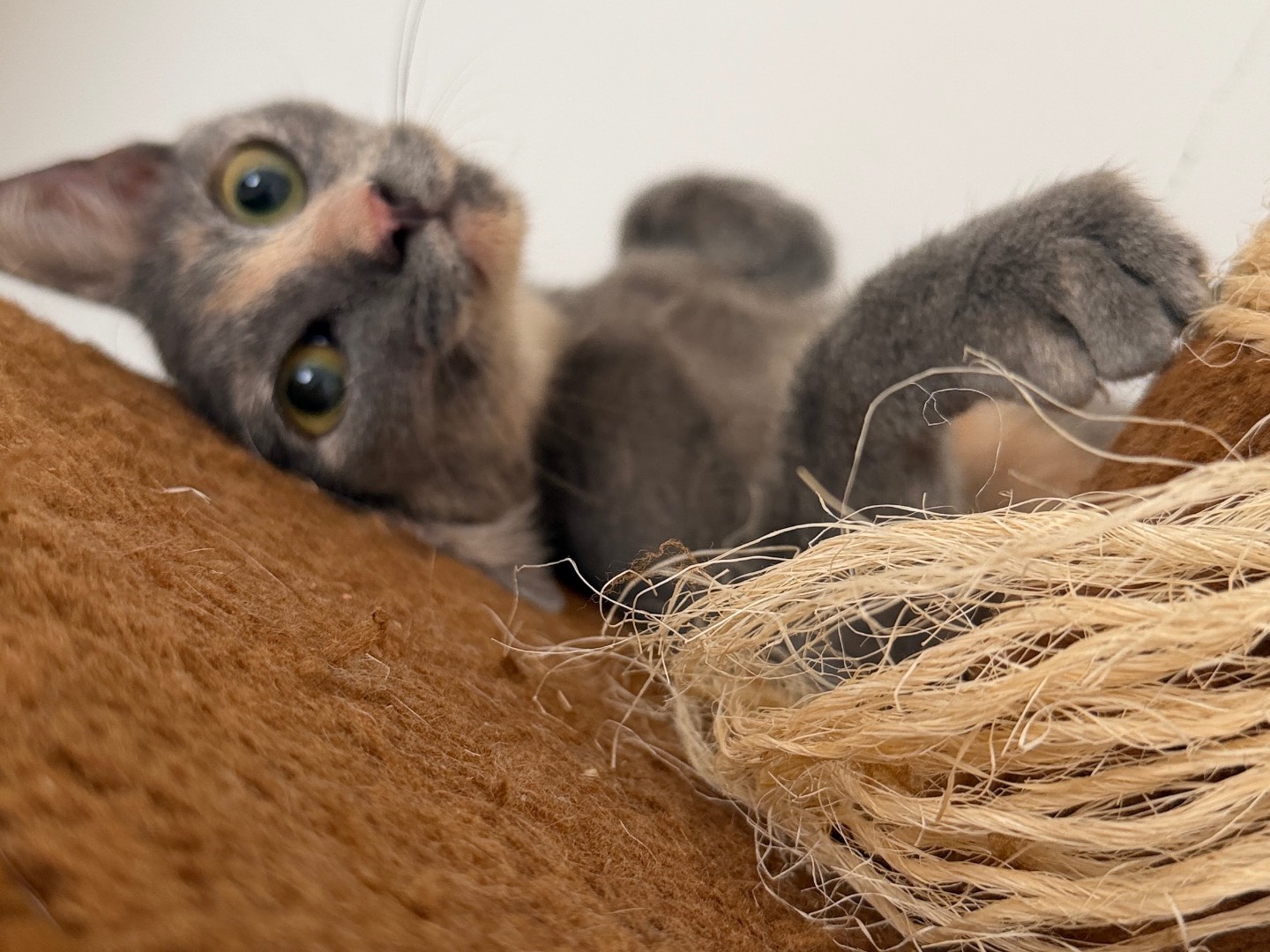 Vuoi adottare un gatto a Bari?