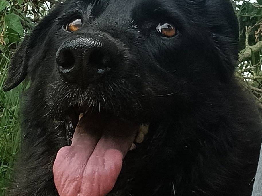 Adotta un cane, maschio, 7 anni e 7 mesi, Lodi