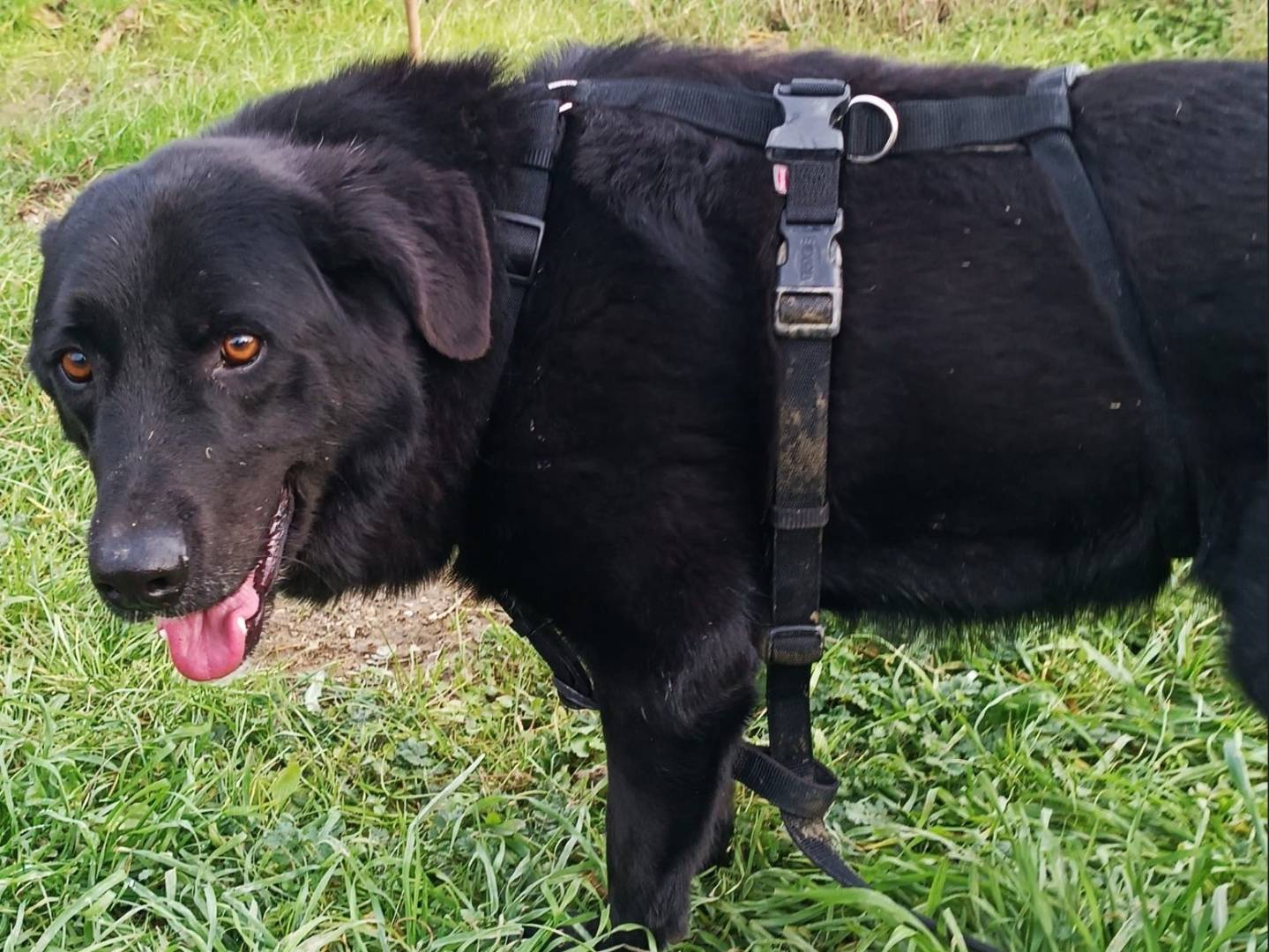 Adozione cane, maschio, Razza sconosciuta Razza sconosciuta, 7 anni e 7 mesi, taglia media, Lodi
