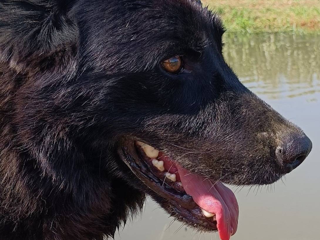 Adotta un cane, taglia media, maschio, Lodi
