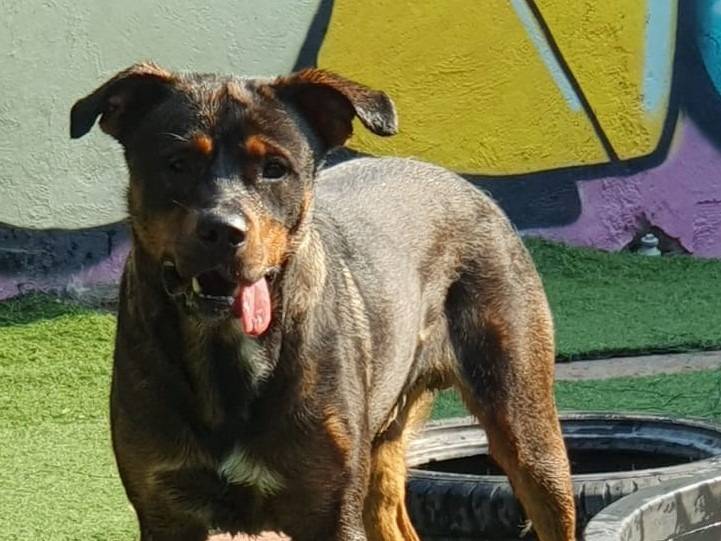 Vuoi adottare un cane a Pavia?