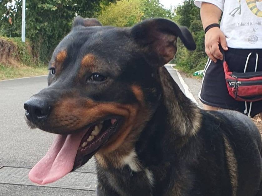 Adotta il cane Tiglio a Pavia