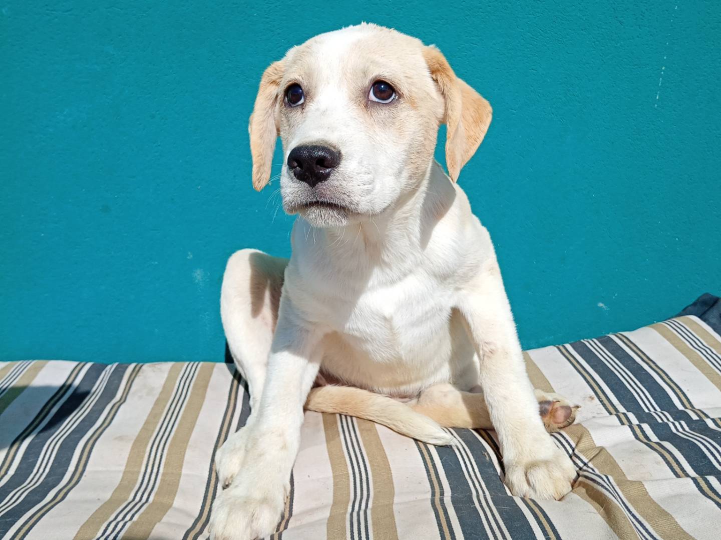 Adotta un cane, femmina, 3 mesi, Bergamo