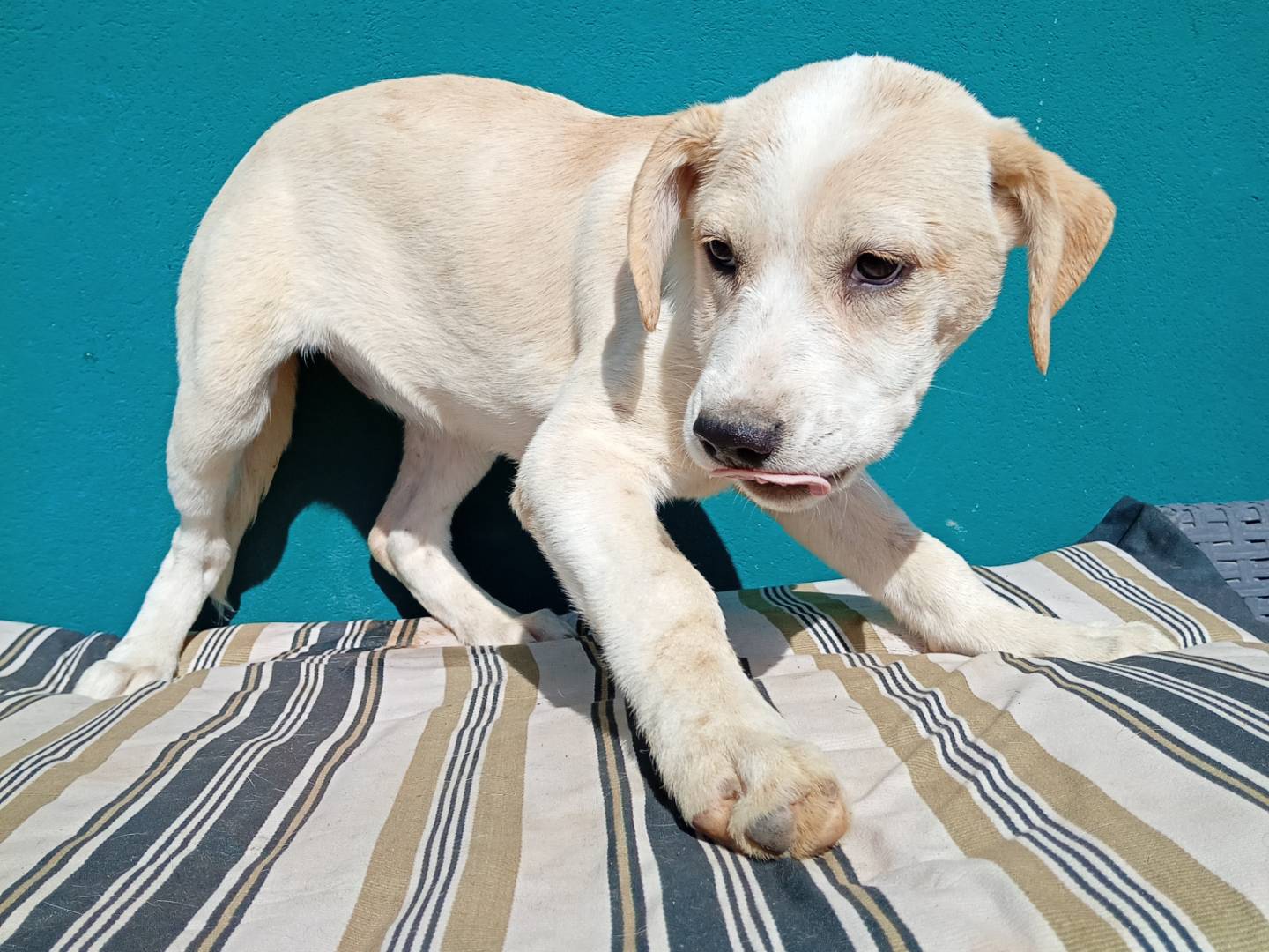 Adotta un cane, taglia media, femmina, Bergamo