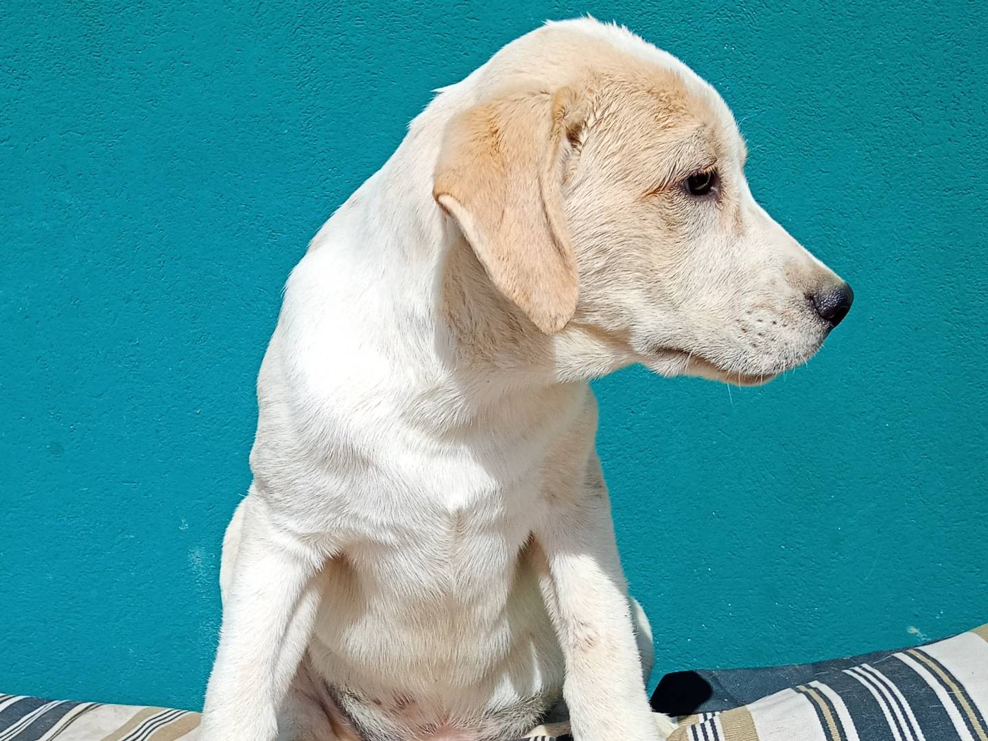 Vuoi adottare un cane a Bergamo?