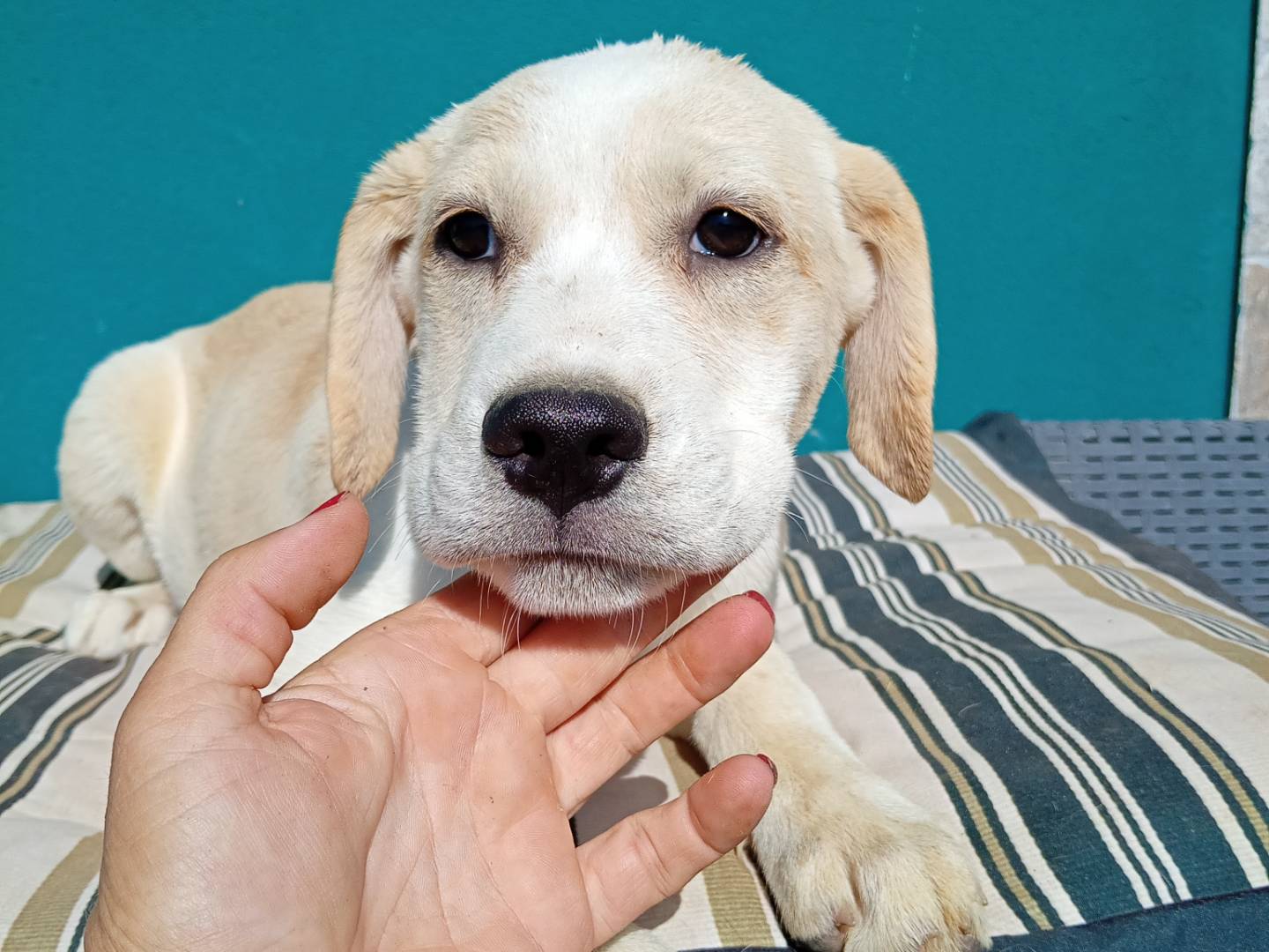 Adotta il cane PANNA  a Bergamo
