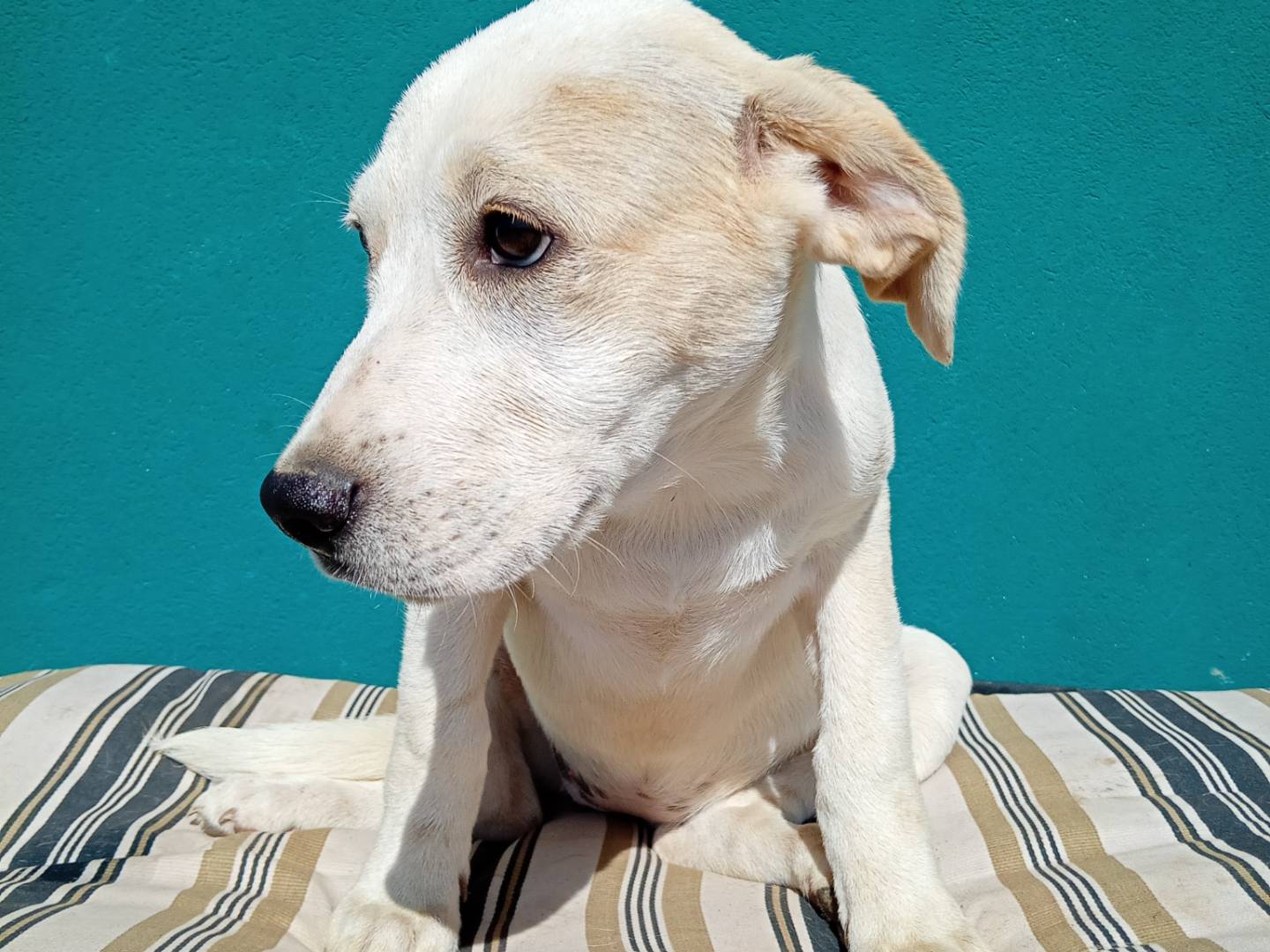 Vuoi adottare un cane a La?