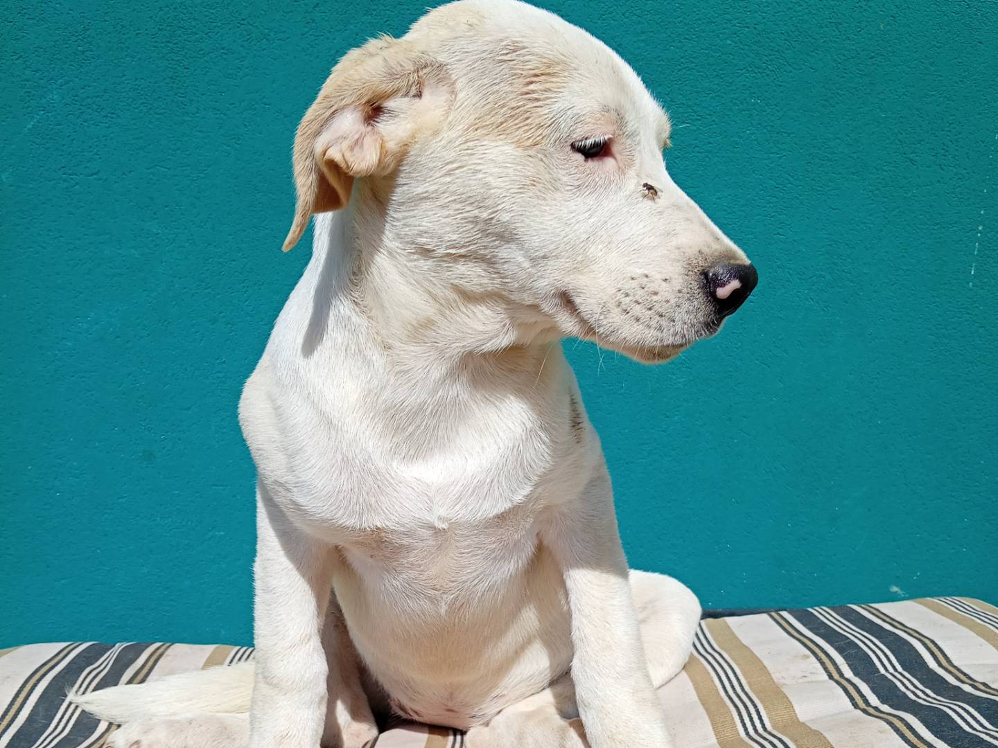Adotta il cane ALASKA a La