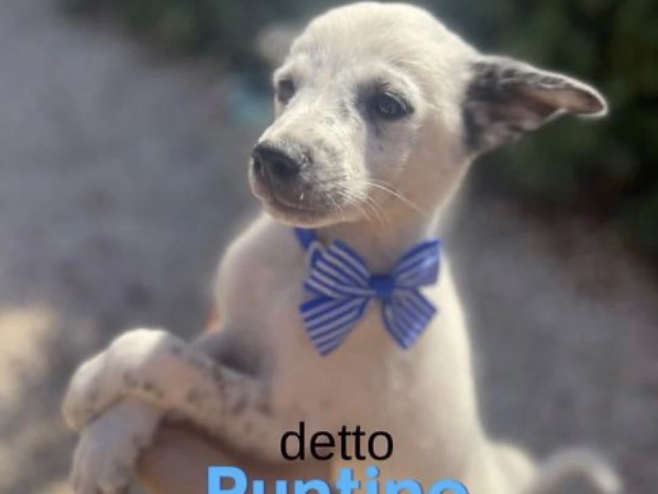Adozione cane, maschio, Razza sconosciuta Razza sconosciuta, 1 anno e 4 mesi, taglia media, Bari