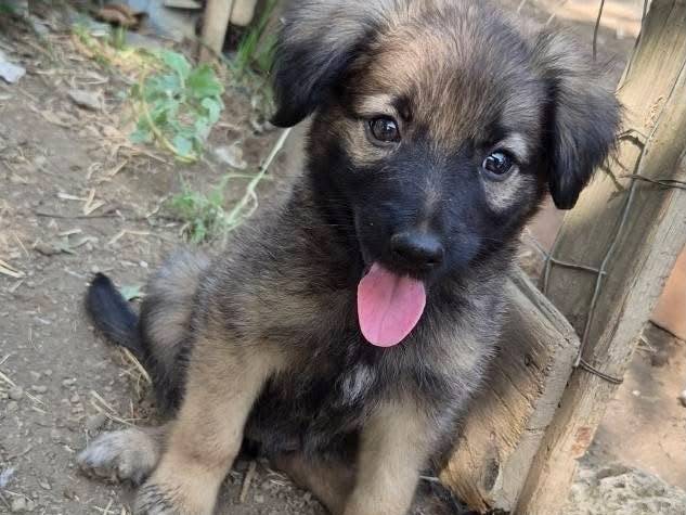Adozione cane, femmina, Razza sconosciuta Razza sconosciuta, 2 mesi, taglia media, Avellino