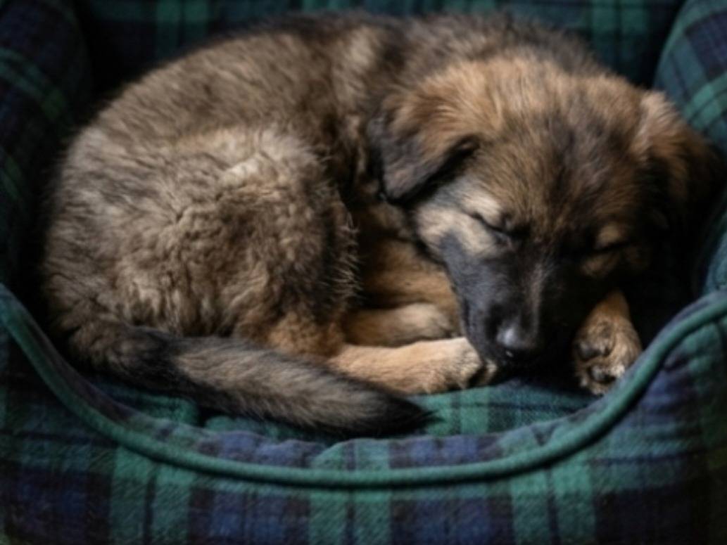 Adotta un cane, femmina, 2 mesi, Avellino