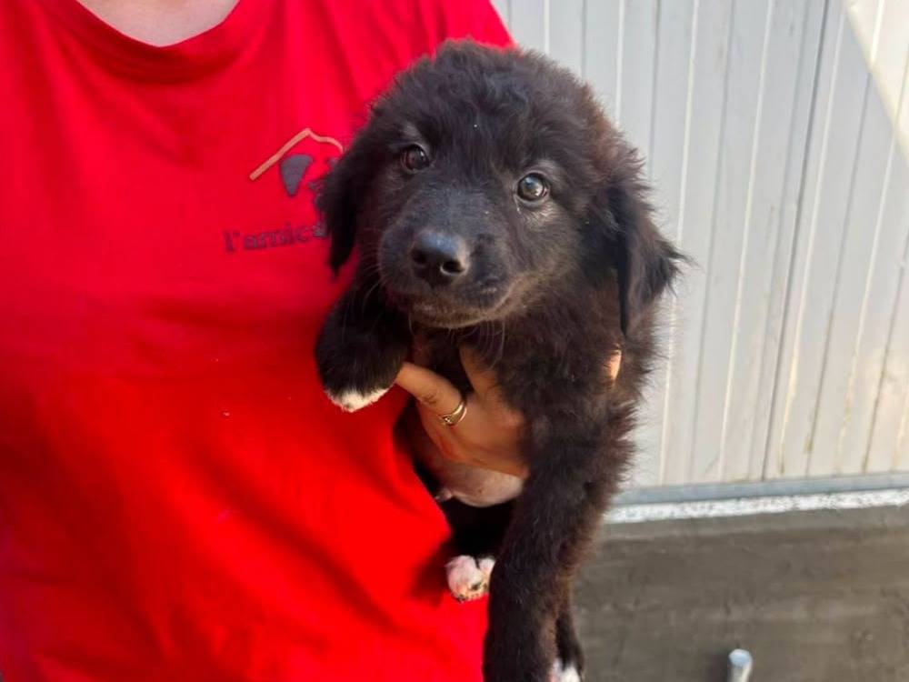 Adozione cane, maschio, Razza sconosciuta Razza sconosciuta, 2 mesi, taglia media, Salerno