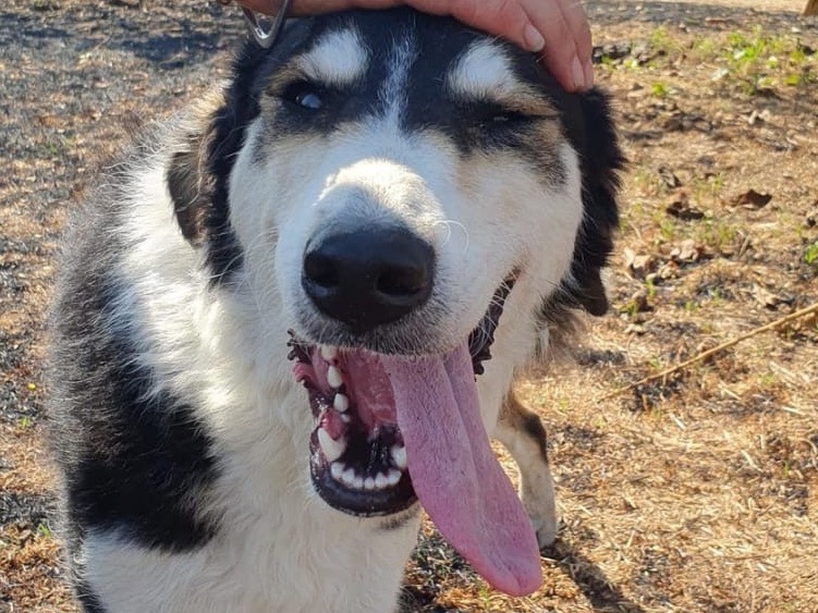 Adozione cane, femmina, Razza sconosciuta Razza sconosciuta, 1 anno, taglia media, Crotone