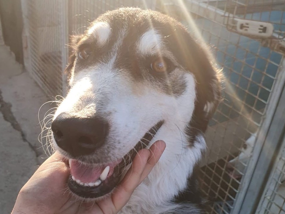 Adotta un cane, femmina, 1 anno, Crotone
