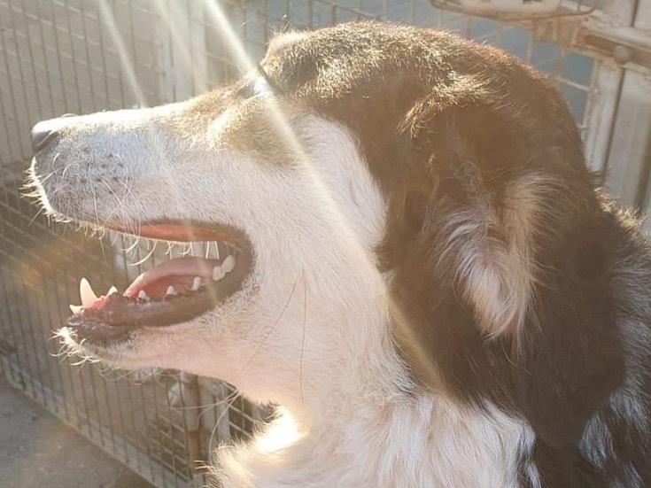 Adotta un cane, taglia media, femmina, Crotone