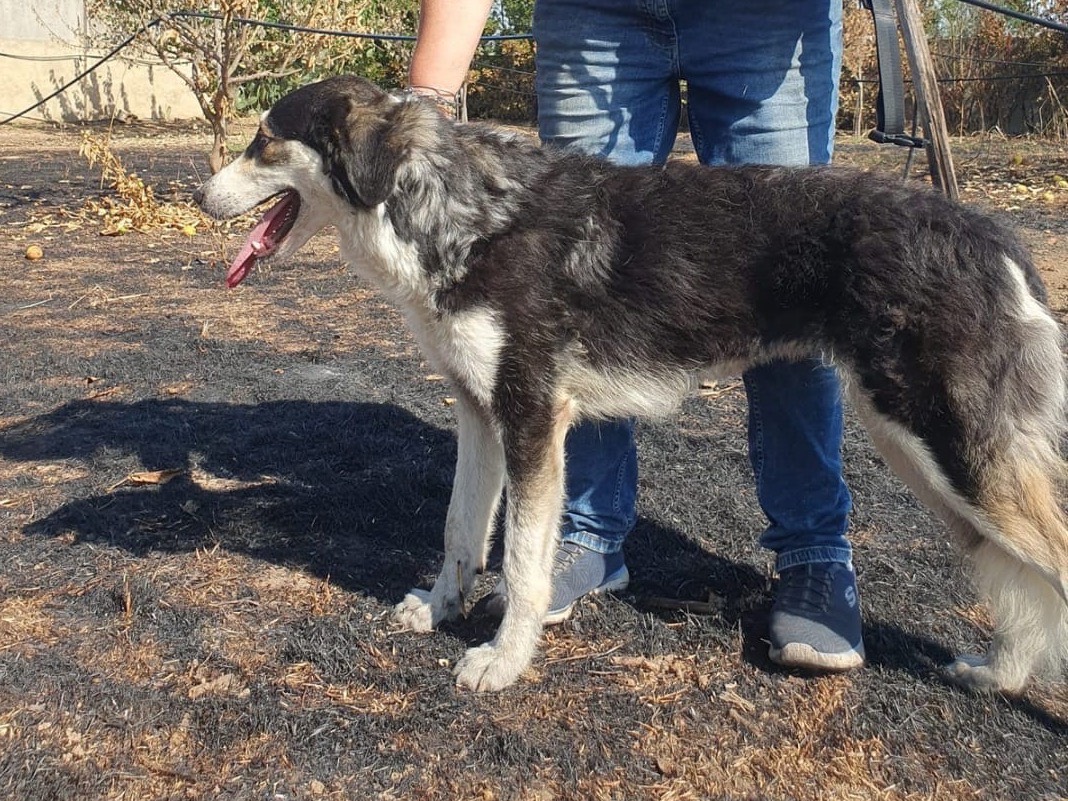 Vuoi adottare un cane a Crotone?
