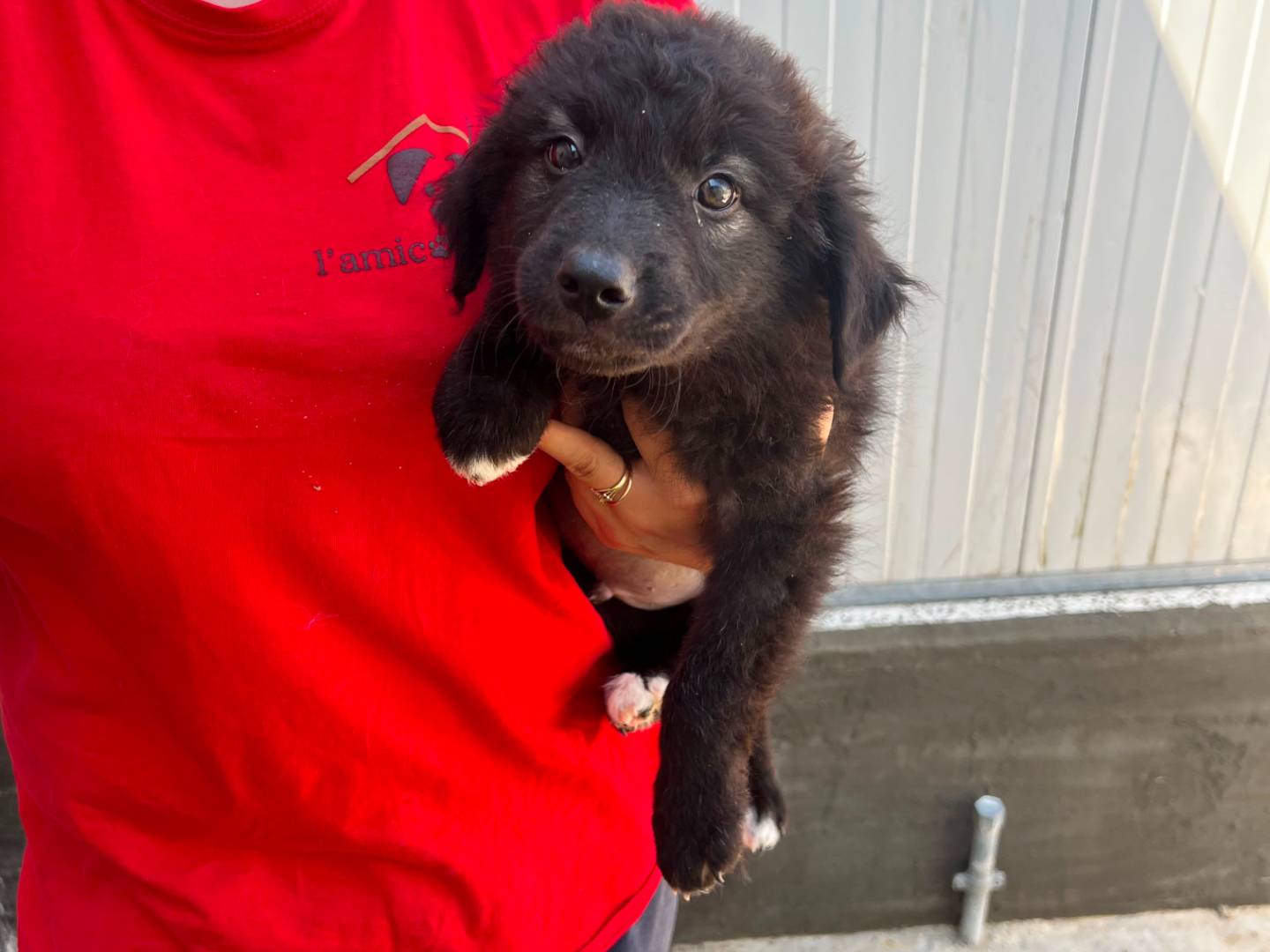 Adotta un cane, taglia media, maschio, Salerno