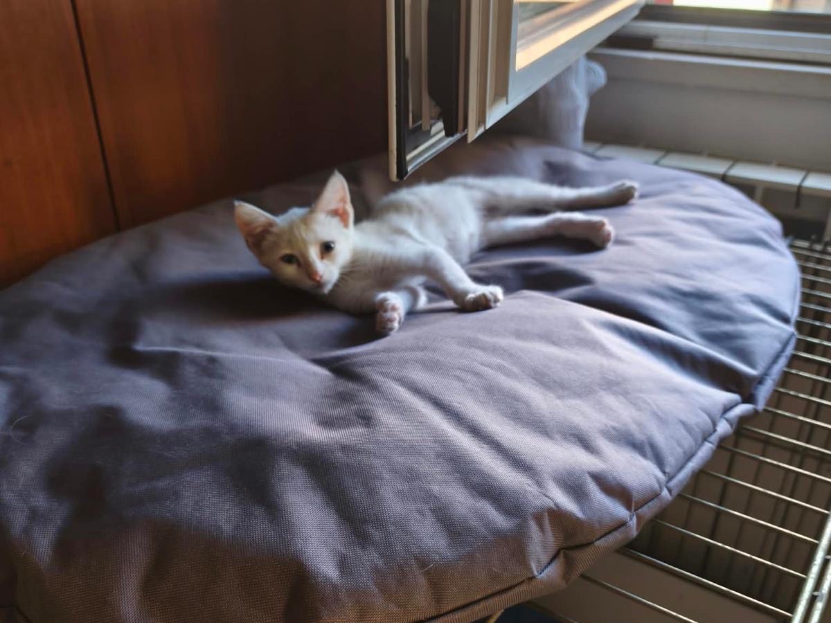 Adotta un gatto, taglia non valida, femmina, Latina