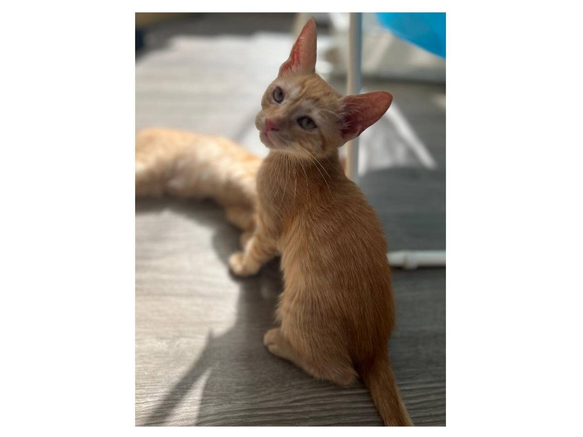 Adozione gatto, femmina, Razza sconosciuta Razza sconosciuta, 2 mesi, taglia non valida, Potenza