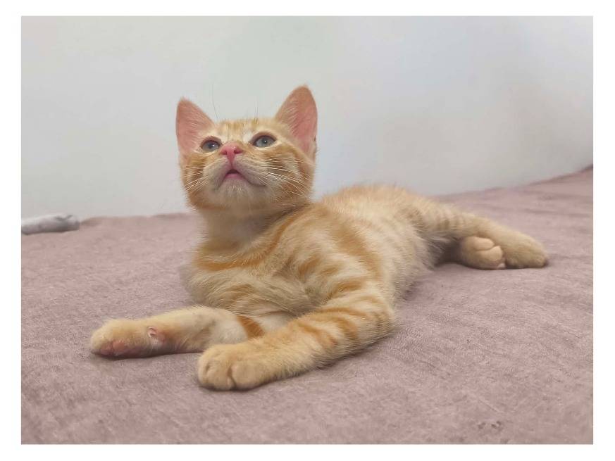 Adotta un gatto, femmina, 2 mesi, Potenza